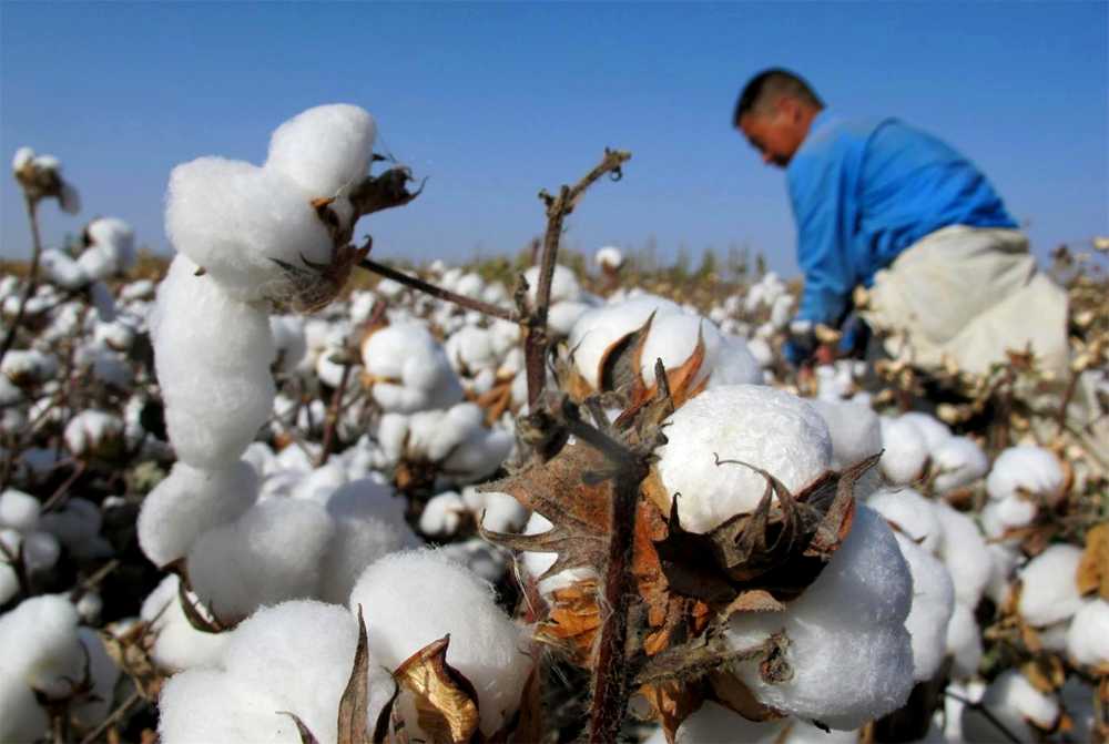 Brasil Tem Alta Na Produção Algodão, Mas Baixa Rentabilidade Preocupa