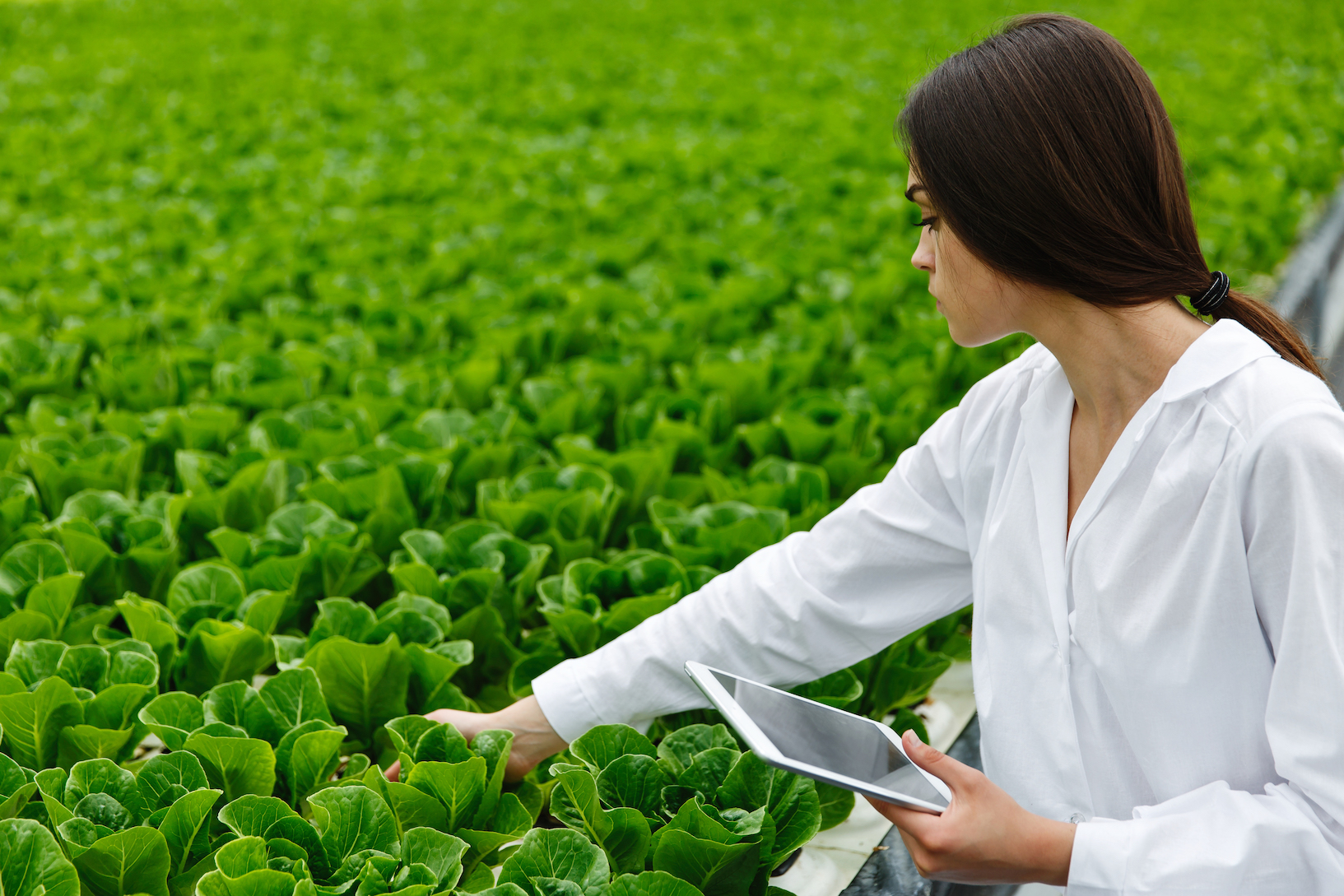 Febre digital no agronegócio, uma faca de dois gumes