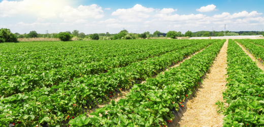 Agroecologia pode melhorar a produção de hortaliças da região