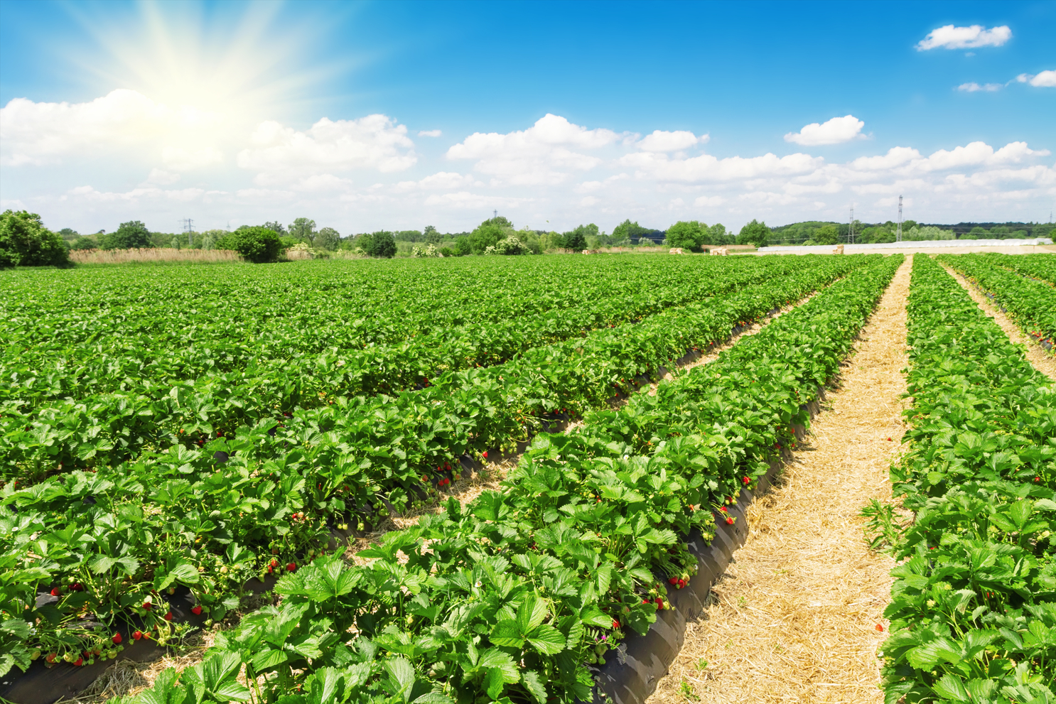Agroecologia pode melhorar a produção de hortaliças da região