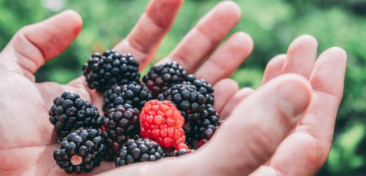 Conheça os benefícios da amora e prepare receitas com a fruta vermelha!