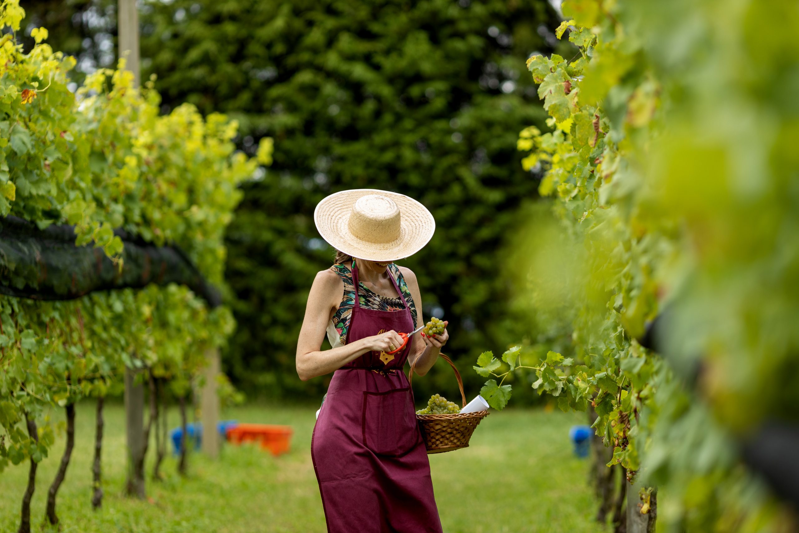 Vinícola Legado dá início às festividades da colheita da uva