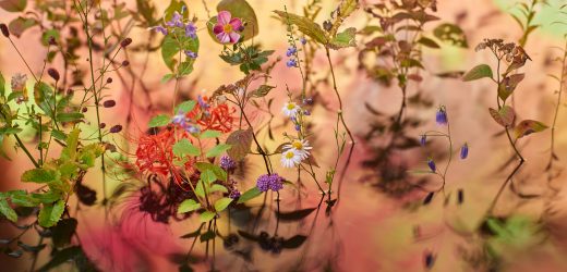 Japan House São Paulo apresenta instalação botânica que expressa a relação do povo japonês com a natureza