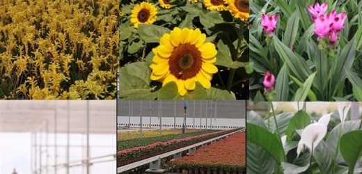 Apenas neste fim de semana turistas poderão conhecer fazendas de flores em Holambra