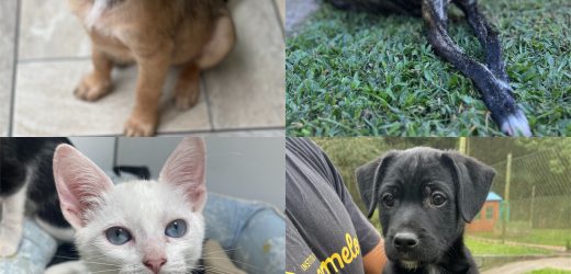 Shopping Frei Caneca realiza feira de adoção de pets com arrecadação destinada para os animais do Sul