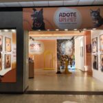 Feira de adoção na Avenida Paulista reúne cães e gatos em busca de um novo lar