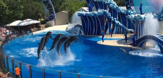 SeaWorld lança site sobre cuidados animais nos seus parques