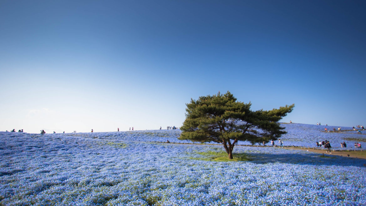 Japão: além das cerejeiras, primavera no país encanta com flores e cores variadas