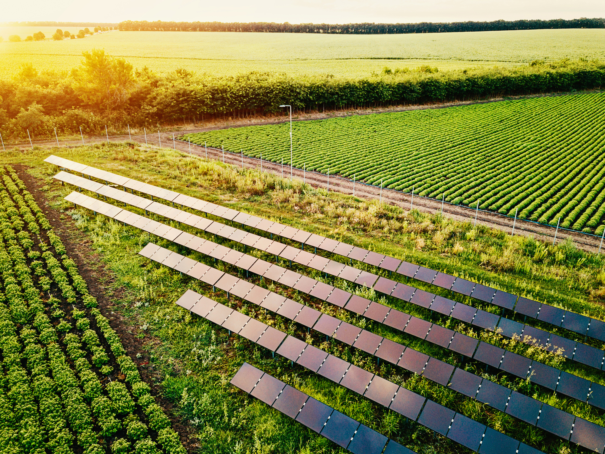 Gestão do agronegócio deve agregar a sustentabilidade à cultura organizacional