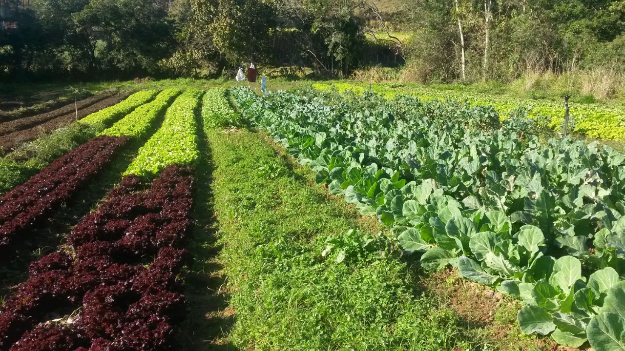 Com apoio da Suzano, agricultores familiares comemoram a marca de 37,4 toneladas de alimentos comercializados por delivery em São Paulo