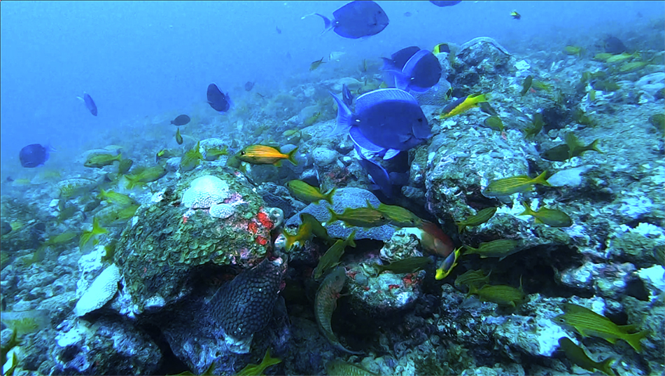 Aquecimento global pode aniquilar recifes de coral no Brasil e no mundo