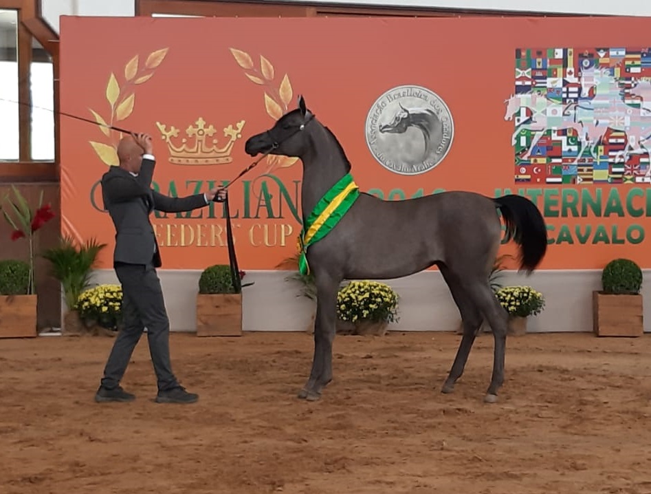 Brazilian Breeders’ Cup é destaque da próxima edição do Programa do Cavalo Árabe