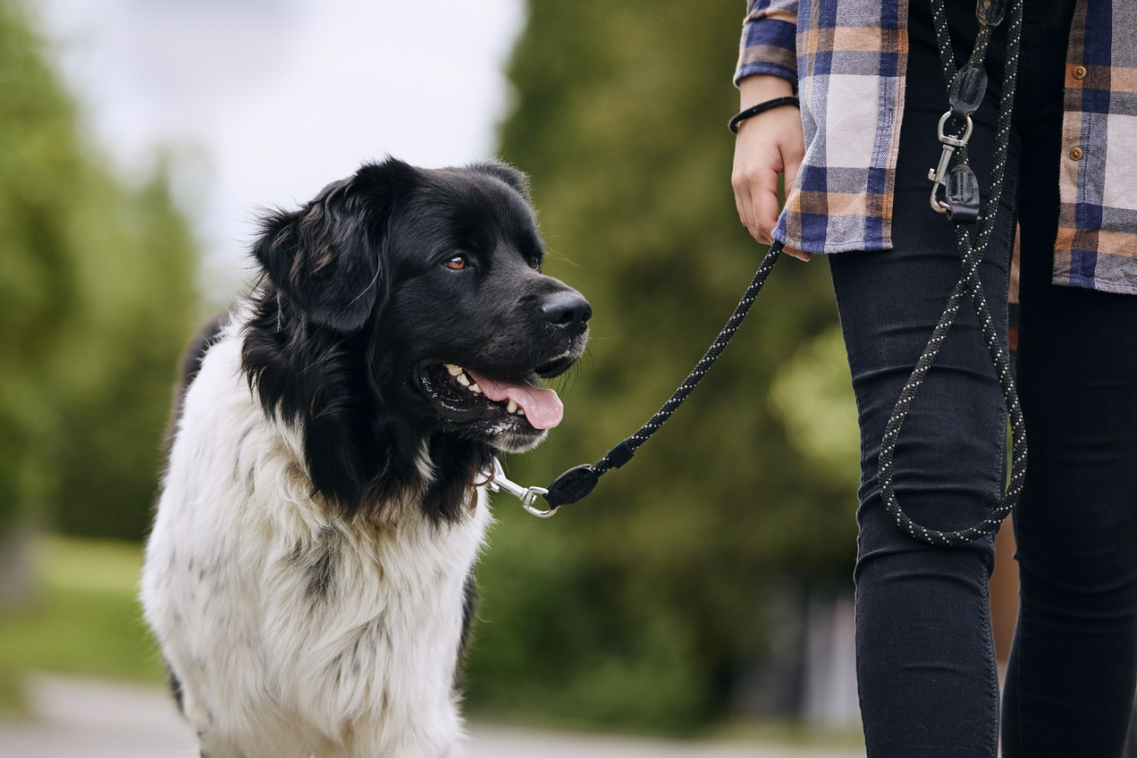 Governo Anuncia Mais Oito Clínicas Veterinárias Do Programa Meu Pet No Estado