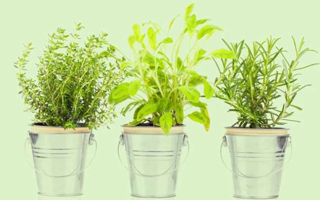 5 Plantas Que Atraem Proteção: Saiba Quais São Para Ter Em Seu Lar