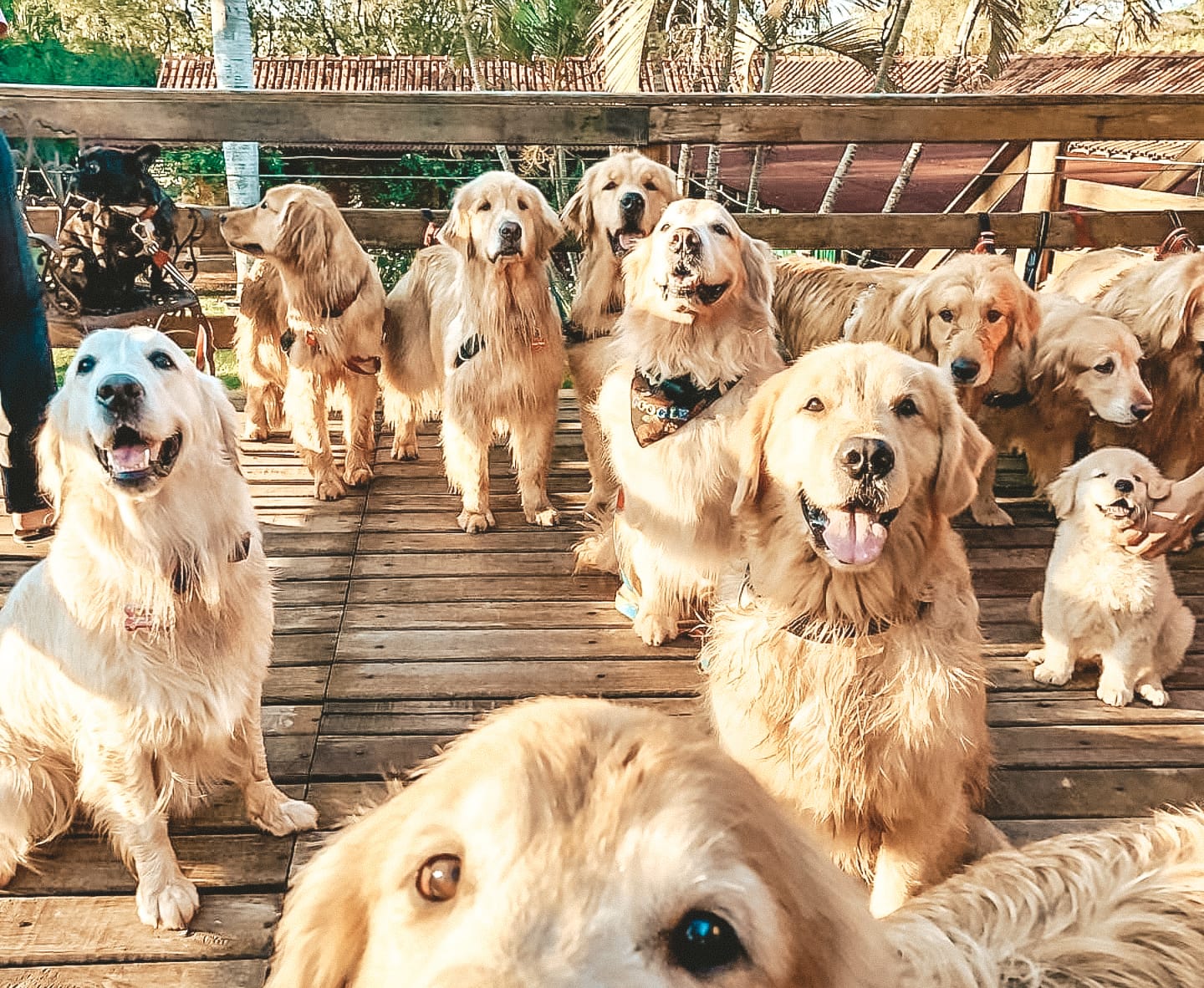 Brotas é destino “bom pra cachorro”