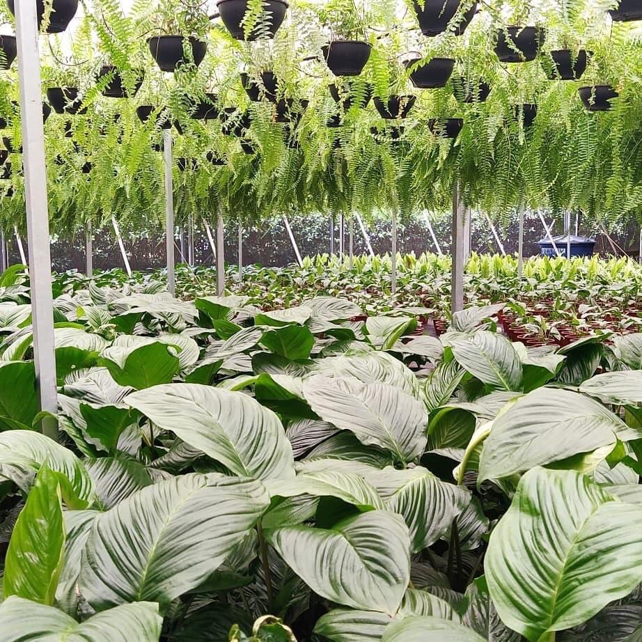 Passeio Neste Fim De Semana Permite Conhecer Como São Cultivadas As Flores Em Holambra