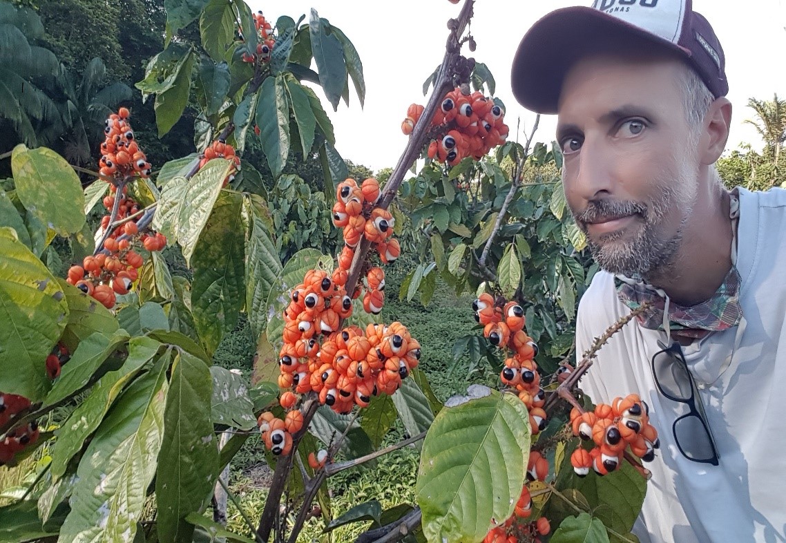 Guaraná de Maués: do interior do Amazonas para os consumidores paulistas