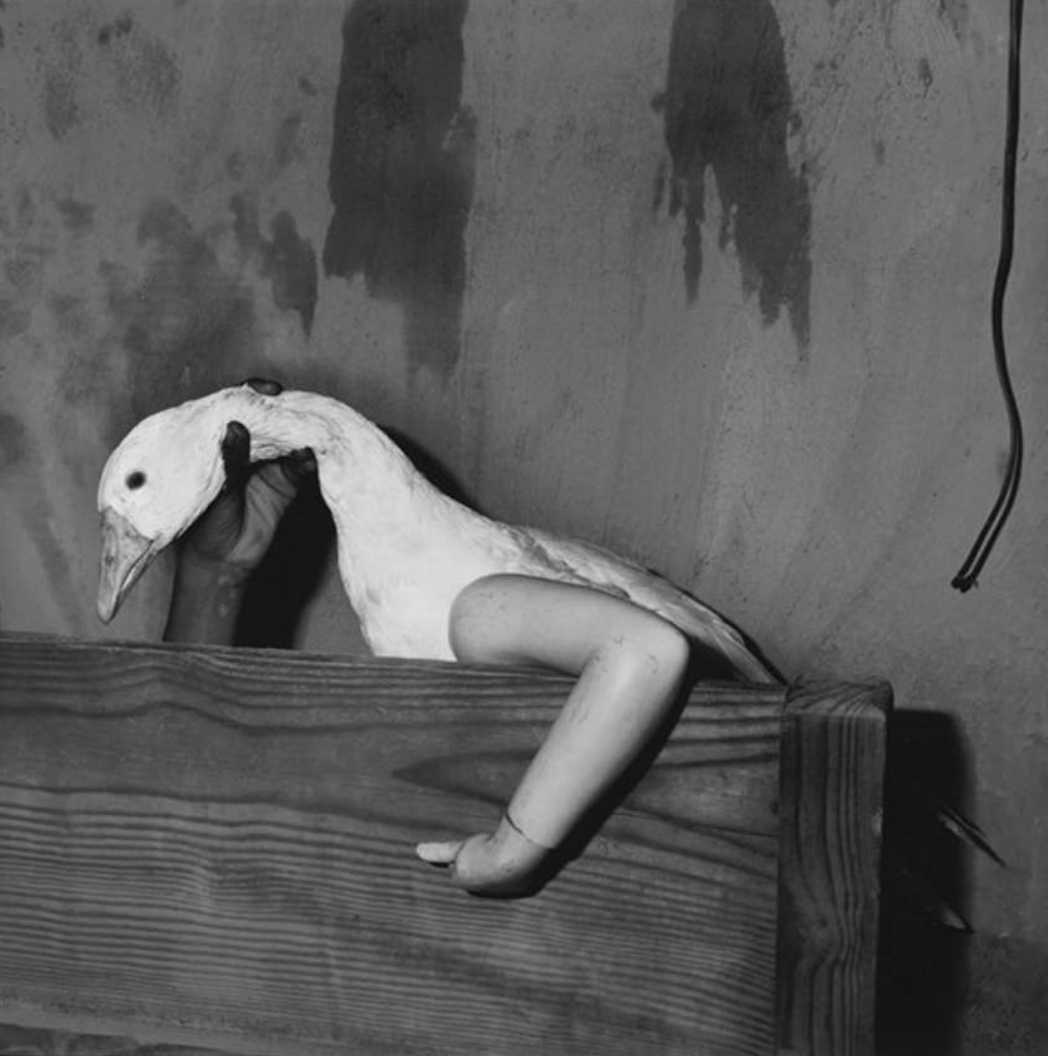 De Veneza à São Paulo: Roger Ballen expõe “Devir-Animal” na Galeria Lume