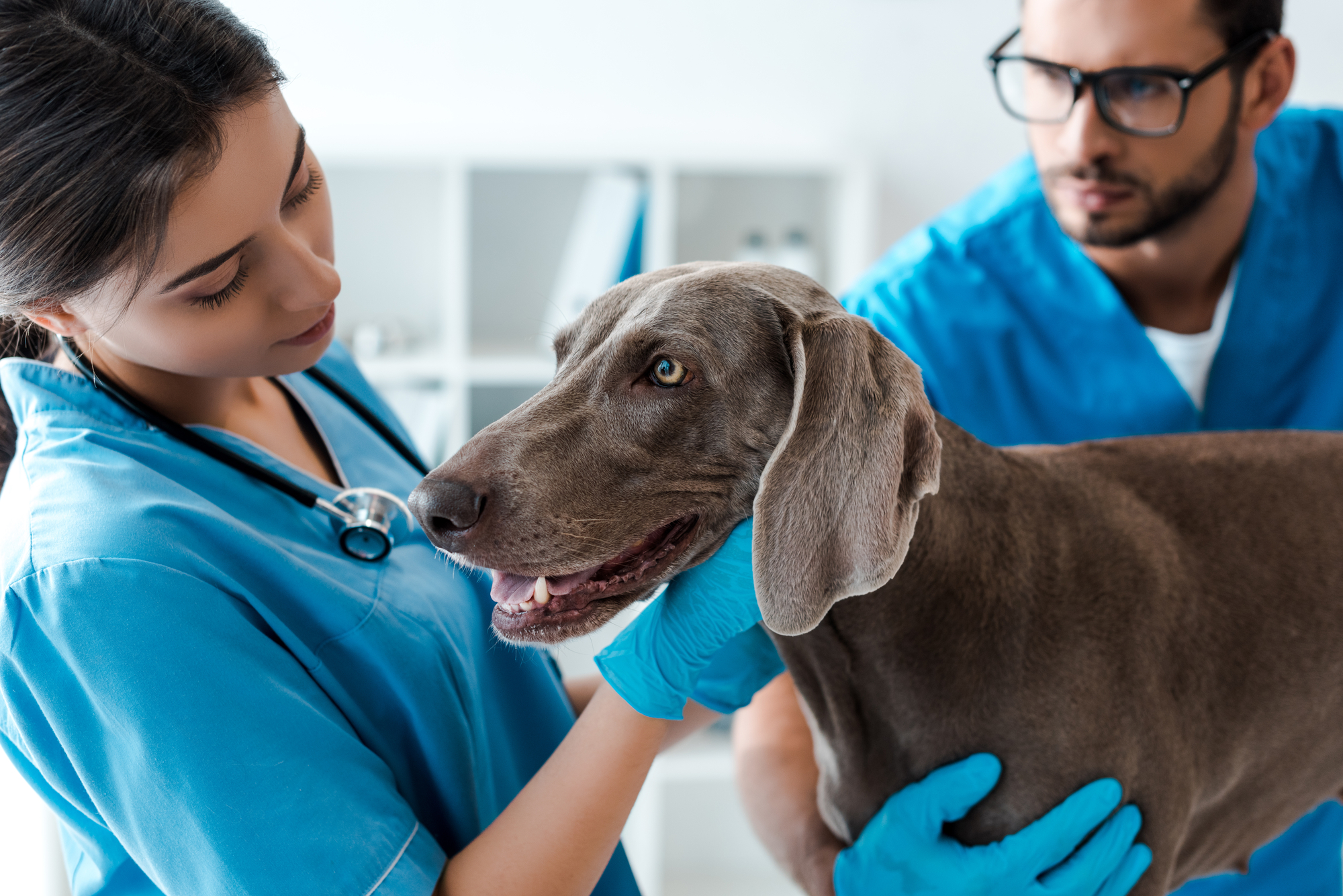 Crescimento do setor veterinário aumenta demanda por especialistas